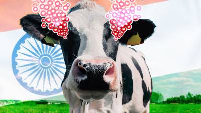 Feliz día de... ¿abrazar vacas? En la India, proponen cambiar celebración de San Valentín