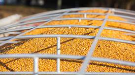 México prohíbe el maíz transgénico; eliminará de manera gradual todas las importaciones para 2024