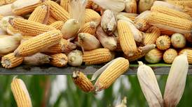 Buscan que Gruma baje la importación de maíz blanco