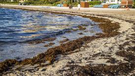 Sargazo en niveles históricos: Masa de algas se encamina a la Península de Yucatán