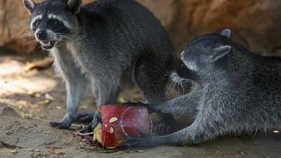 De mango para el chango: Zoológico de Yucatán refresca a animales con paletas de hielo