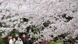 Japón recibe la primavera entre florecimiento de cerezos... y alza en casos de COVID