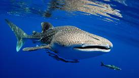 Sargazo afectaría la temporada del tiburón ballena