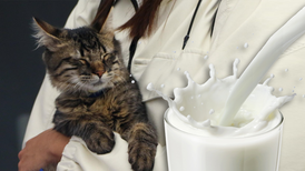 ¿Los gatos pueden tomar leche? Estos son los problemas que les provoca 