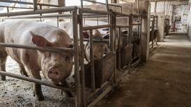 'Ébola porcino' comenzó con pocos cerdos muertos y ahora afecta toda la cadena alimentaria mundial
