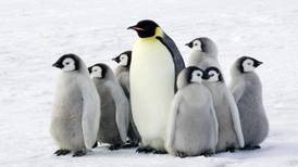 Encuentran colonias de pingüinos en la Antártida siguiendo una curiosa 'pista': el excremento de las aves