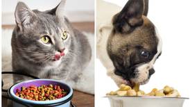 Un regalito para ‘lomitos’ y ‘michis’: Hacienda quiere eliminar IVA a alimentos para mascotas