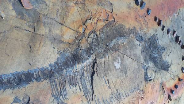 Donan a museo brasileño fósil de 100 millones de años repatriado desde Italia