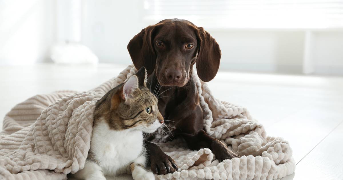 Esterilización gratuita CDMX 2023: ¿Dónde llevar a perros o gatos y cuáles son los requisitos?