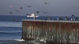 ‘El Niño’ mata 300 aves en costas del Pacífico; descartan riesgos de gripe aviar