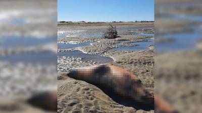 Huatabampo: además de mantarrayas, aparecen delfines y leones marinos muertos en sus playas
