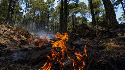 Incendios consumen hectáreas de bosque en Zitácuaro, territorio de la mariposa monarca