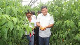 Realizan primer corte de habanero para exportación en municipio de Quintana Roo