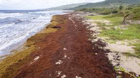 Sargazo ‘asfixia’ las costas del Caribe, ahuyenta a turistas y libera gases tóxicos