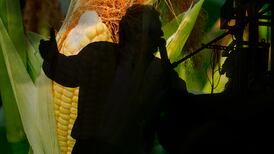 AMLO lanza advertencia a Trump donde le puede doler: suspender compra de maíz a EU
