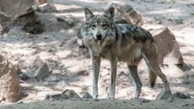 Lobo muerde a niño de 9 años en zoológico de Neza; peligra brazo del menor