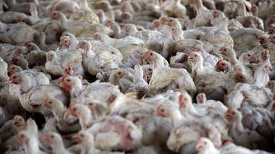 OMS advierte que gripe aviar podría desencadenar una pandemia; gatos mueren infectados