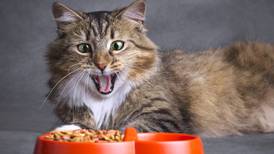 ¿Qué croquetas sí les puedes dar de comer a tus gatos? Esto dice la Profeco