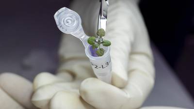 ¿Plantas vs. COVID? UAM descubre hierbas para combatir el virus