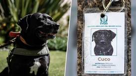 ¡Guau! IMSS adopta a Cuco, perro migrante: este es su trabajo