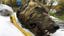 Hallan en Siberia cabeza de lobo de unos 40 mil años con dientes y cerebro intactos