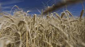El trigo, el principal rival de la soya en la guerra comercial entre EU y China