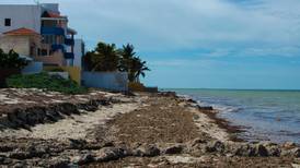Viento desvía mancha de sargazo y playas yucatecas 'se salvan'