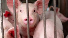 Competencia ‘empuercada’: Protestan porcicultores contra la carne importada