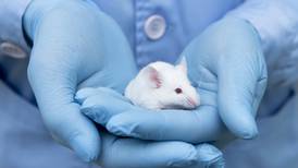 Laboratorio australiano que provee de animales para pruebas de laboratorio cerrará sus puertas