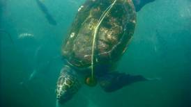 Cementerio marino en Baja California Sur: mueren 351 tortugas caguama y 137 lobos marinos