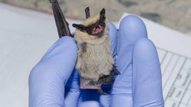 Descubren nuevos tipos de coronavirus en más de 100 especies de murciélagos en China