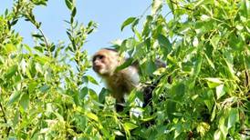 Mono capuchino se recupera satisfactoriamente