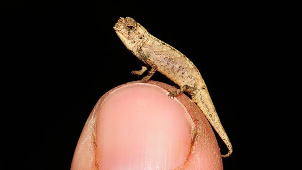 El 'nanocamaleón', el reptil más pequeño del mundo; cabe en la punta de un dedo humano