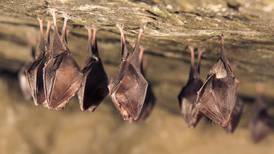 Descubren 3 virus muy parecidos al SARS-CoV-2 en murciélagos chinos 