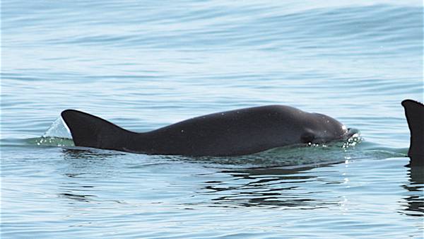 Vaquitas marinas en México: Gobierno anuncia que realizará un nuevo conteo de esta especie