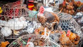 ¿Otra vez tú, China? Reporta posible primer caso en humanos de gripe aviar H10N3