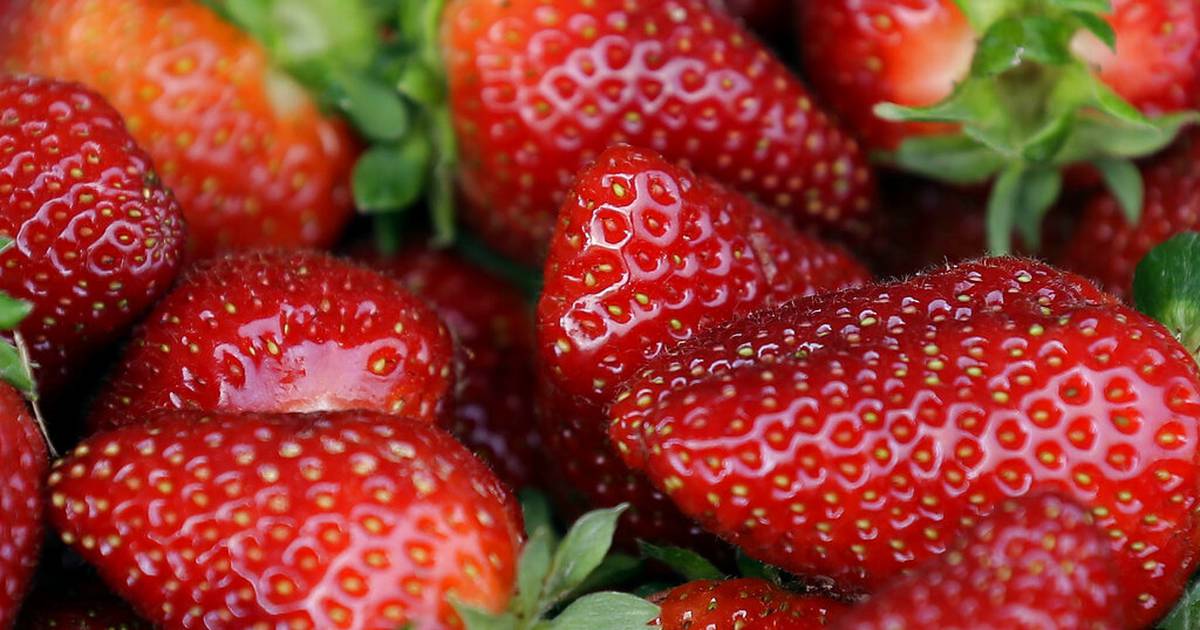 Brote de hepatitis A podría estar relacionado con fresas frescas orgánicas