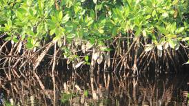 Municipio yucateco de San Felipe recibe multa por 5 mdp por derribo de manglares