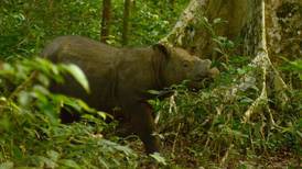 Muere el último rinoceronte macho de Sumatra en Malasia
