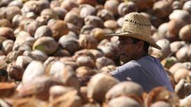 Perfeccionan producción de coco in vitro en Yucatán