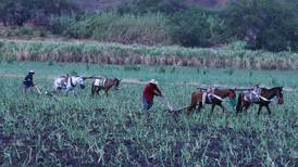 Cierre de Financiera Rural desampara a productores agrícolas: CNA