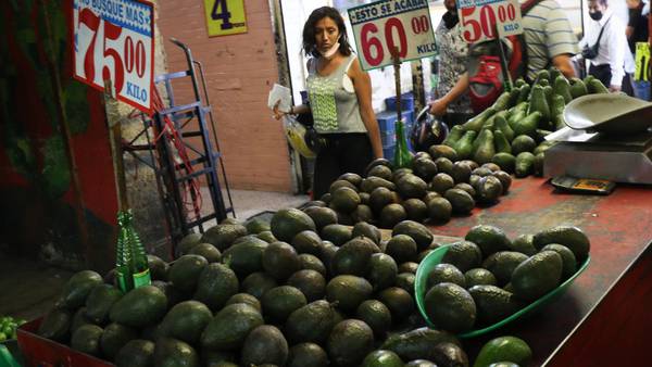 ‘Terror’ en el súper: kilo de aguacate se vende hasta en 99 pesos