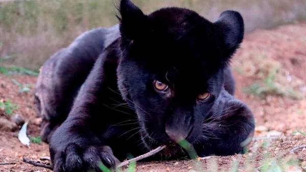 Cachorra de jaguar muere en zoológico de Morelia por agua contaminada
