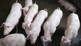 Fiebre porcina se expande en Europa con nuevos brotes