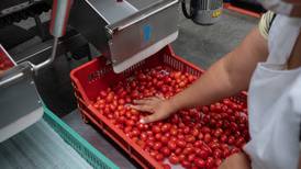 Apuntan a que revisiones de tomate se harán en bodega de EU y no en puntos fronterizos
