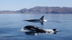 Las orcas mexicanas son más ‘bravas’ y devoran delfines