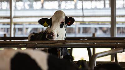 ‘No eres una vaca’: FDA alerta sobre uso de ivermectina, fármaco de animales, para tratar COVID
