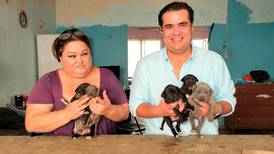 ‘Operación Rescate Perritos de Kukulkán’: Ponen en adopción a cachorros de Chichén Itzá