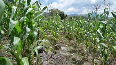 COP28: Urge cambiar forma de producir alimentos en México, admite el Gobierno