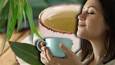 ¿Para qué sirve tomar té de eucalipto?